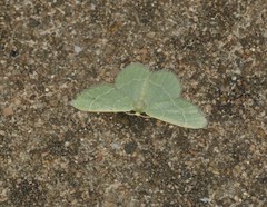 Chlorochlamys phyllinaria