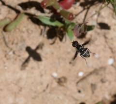 Exhyalanthrax simonae