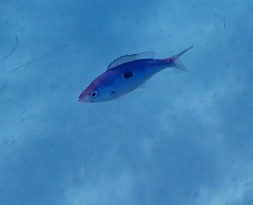 Blotched picarel (Spicara maena) — Sparidae — 2