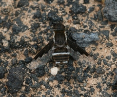 Exhyalanthrax simonae