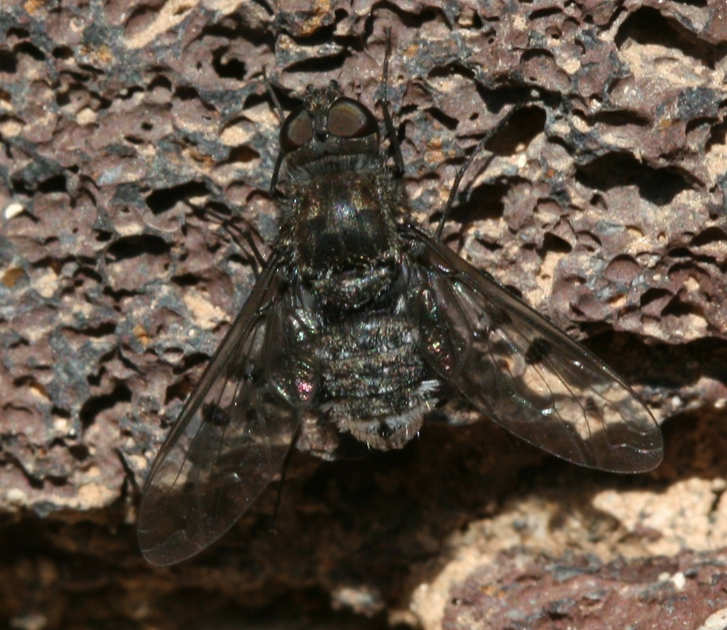 Anthrax bowdeni