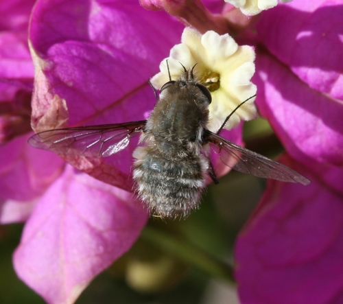 Dischistus atlanticus