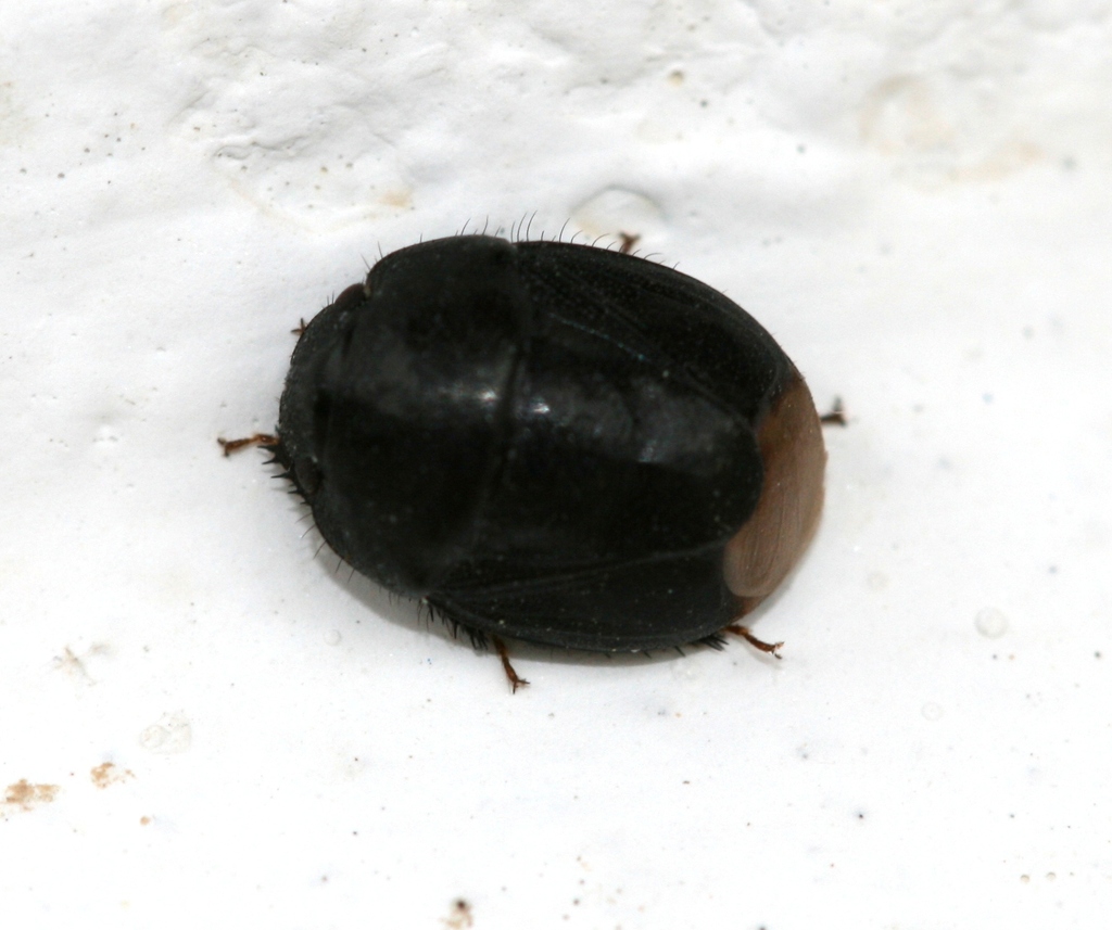 Amaurocoris curtus