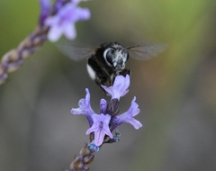 Anthophora alluaudi