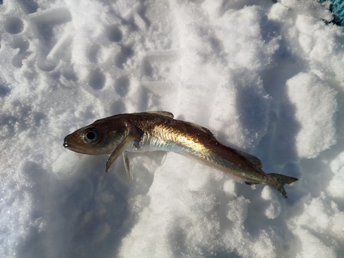 Polar cod (Boreogadus saida) — Gadidae — 2