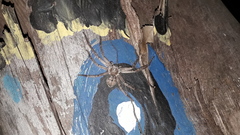 Polybetes rapidus