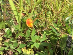 Zornia diphylla