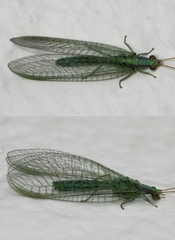Pseudomallada subcostalis