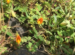 Zornia diphylla