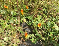 Zornia diphylla