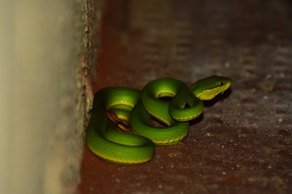 Salazar's Pit Viper from Manjitola, Madhya Pradesh 481111, India on ...