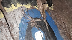 Polybetes rapidus