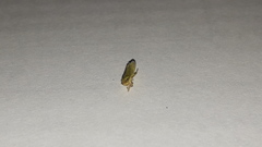 Syncharina argentina