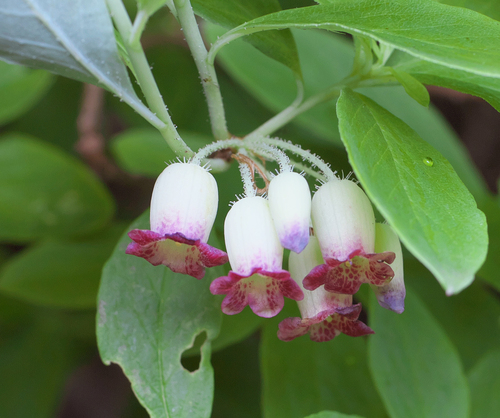 Rhododendron multiflorum iNat (1)