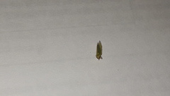 Syncharina argentina