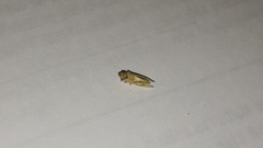 Syncharina argentina