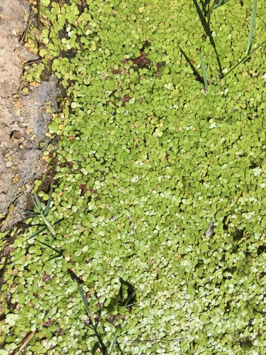 Spirodela polyrhiza, 2019-09-24