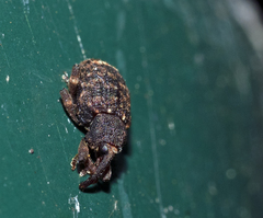 Conotrachelus posticatus