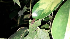 Anisoscelis marginellus