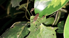 Anisoscelis marginellus