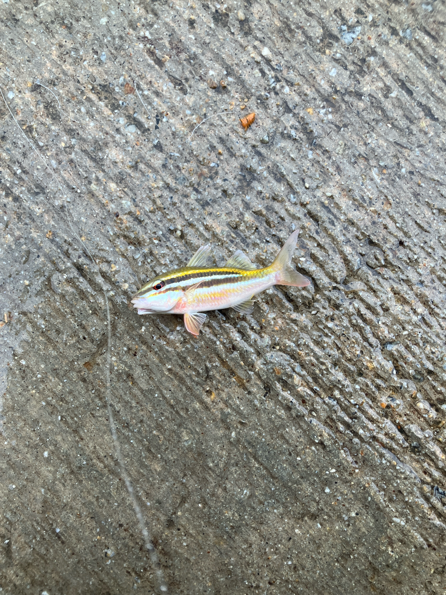雙帶海緋鯉(三鬚) Parupeneus biaculeatus