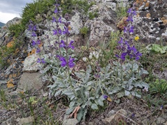 Salvia canescens, photograph (c) Yuri Sofronov, some rights reserved (CC BY)
