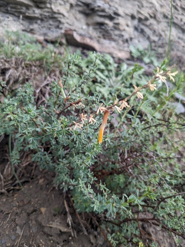 Caragana grandiflora, photograph 2