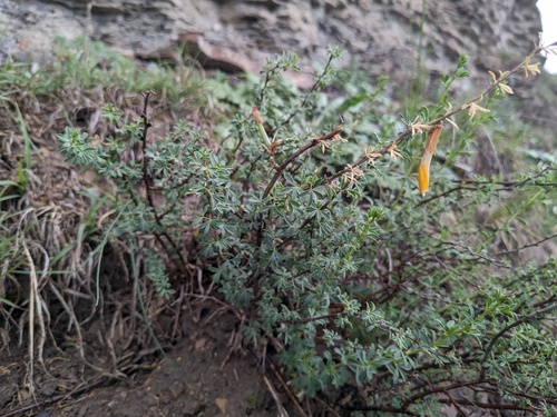 Caragana grandiflora, photograph 3