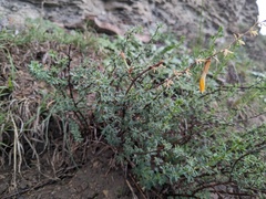 Caragana grandiflora, photograph Yuri Sofronov, CC BY, iNaturalist via GBIF