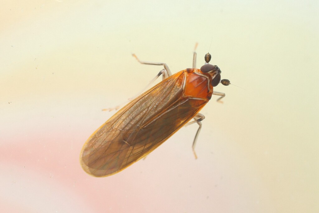 Peltatavertexalis