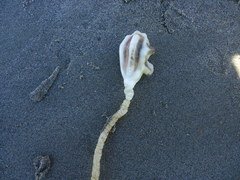 Pyuridae