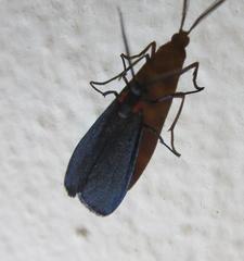 Lycomorpha splendens