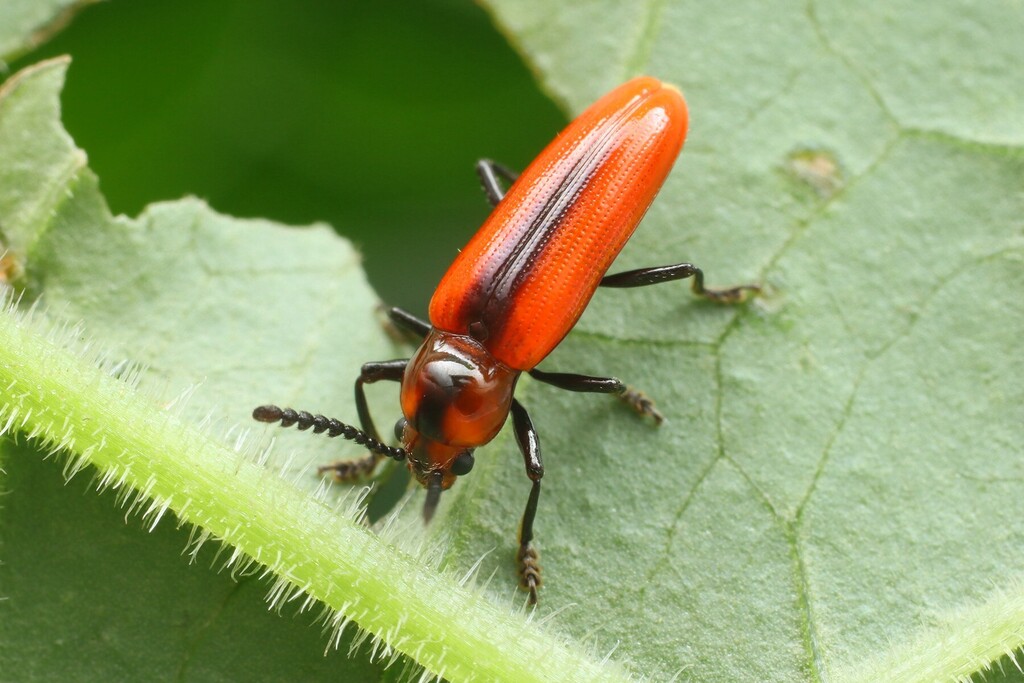 Serralanguria