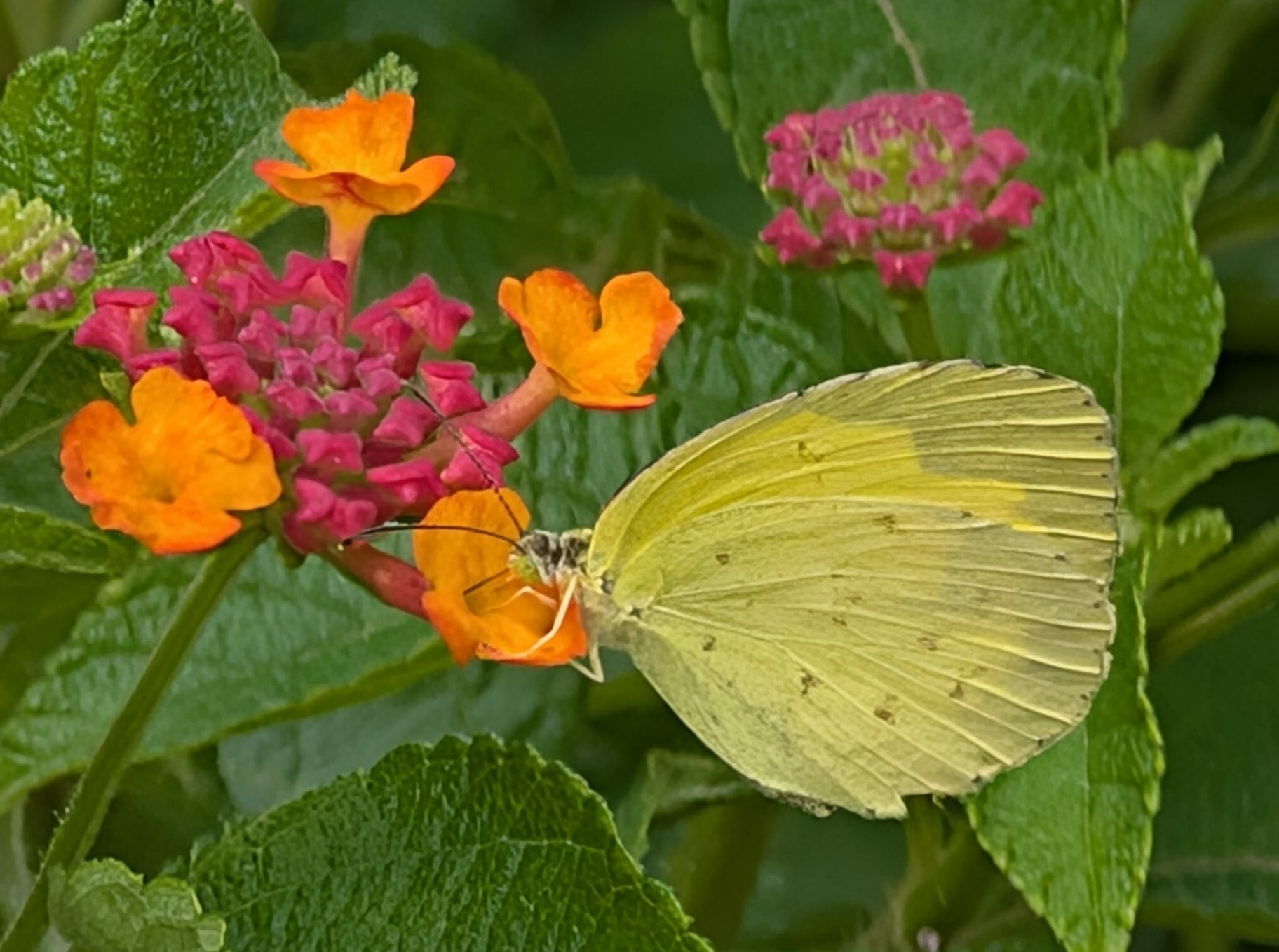 Common Grass Yellow