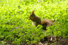 Sciurus vulgaris