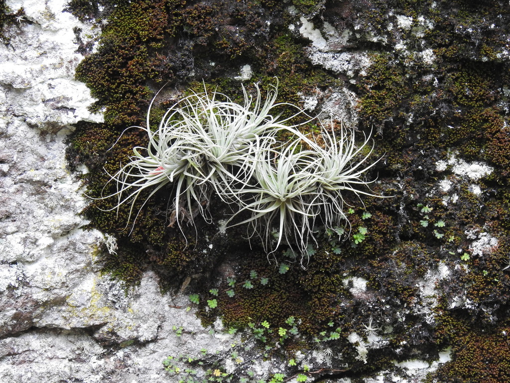 Tillandsia erubescens