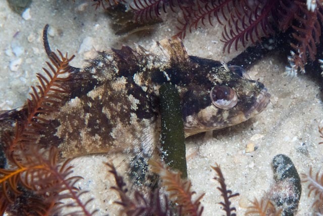 Agile Klipfish