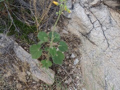 Abutilon parishii