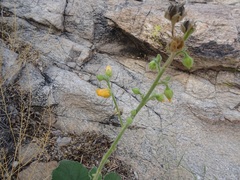 Abutilon parishii