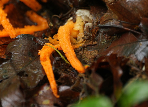 Pseudocolus fusiformis