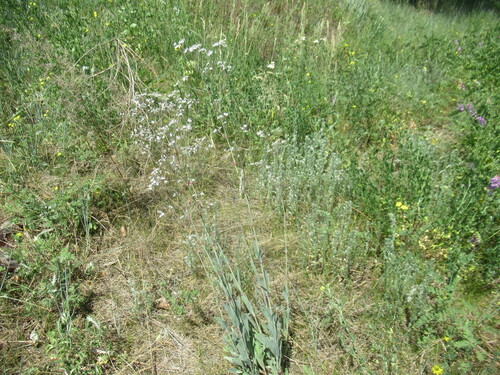 Gypsophila altissima (Gypsophila altissima)