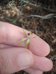 Caladenia atradenia
