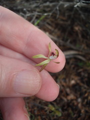 Caladenia atradenia