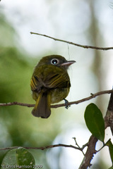 Rhynchocyclus brevirostris