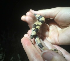 Phyllorhynchus browni