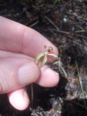 Caladenia atradenia