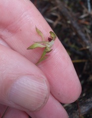 Caladenia atradenia