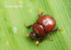 Coleoptera