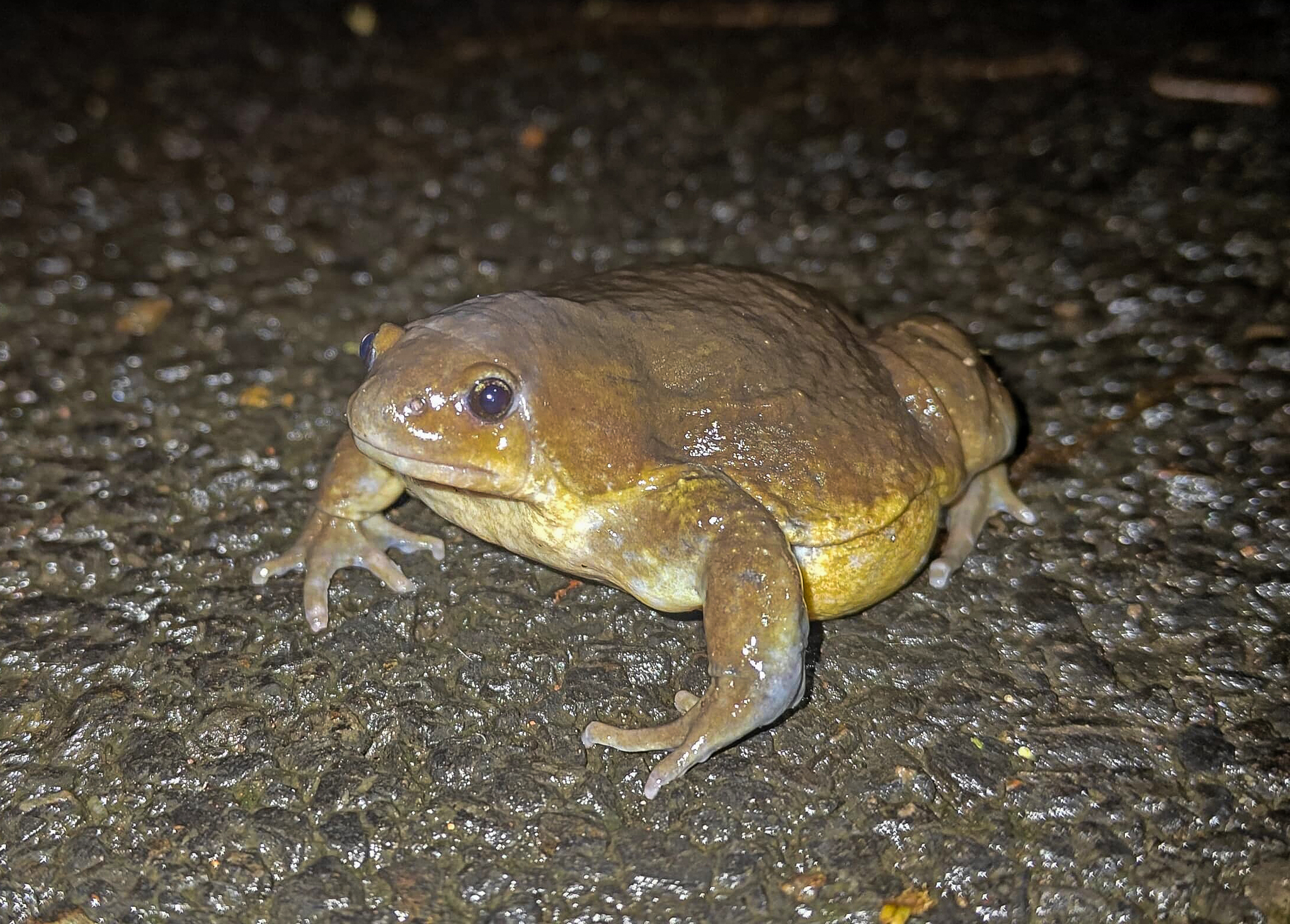 Indian Balloon Frog