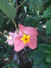 Mussaenda erythrophylla